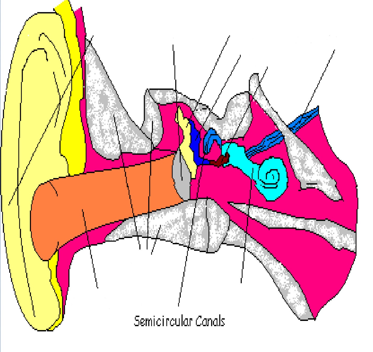 <p>Part of inner ear; help with balance</p>
