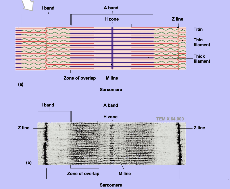 Z band to Z band