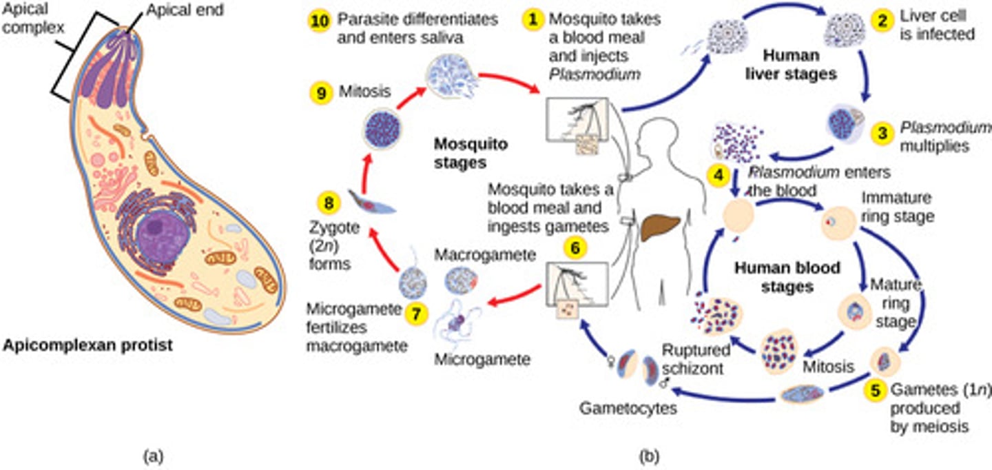 <p>apicomplexans<br><br>(Note: subphylum sporozoa)</p>