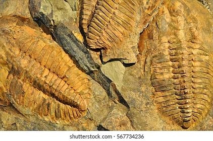 <p>fossil remnant showing the body of an organism</p>