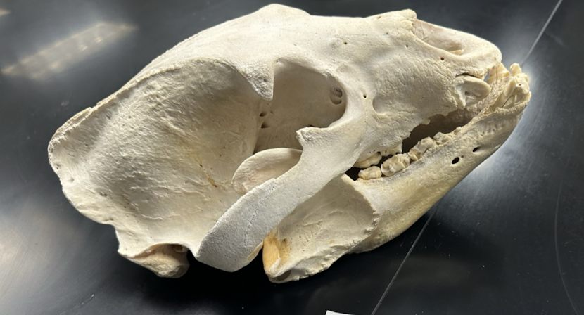 <p>Ursidae 1</p>