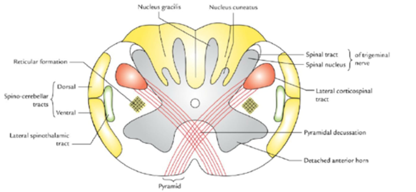 <p>włókna korowo-rdzeniowe przechodzące na drugą stronę w skrzyżowaniu piramid</p>