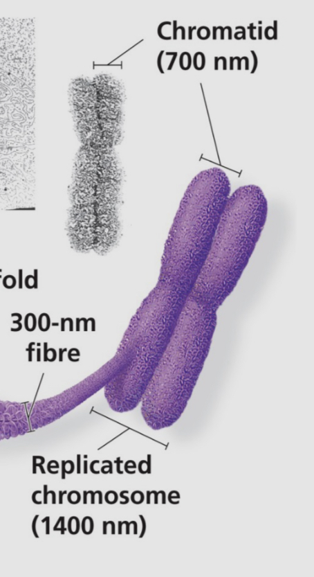 <p>1 part of a chromosome pair (replicated chromosome) </p>