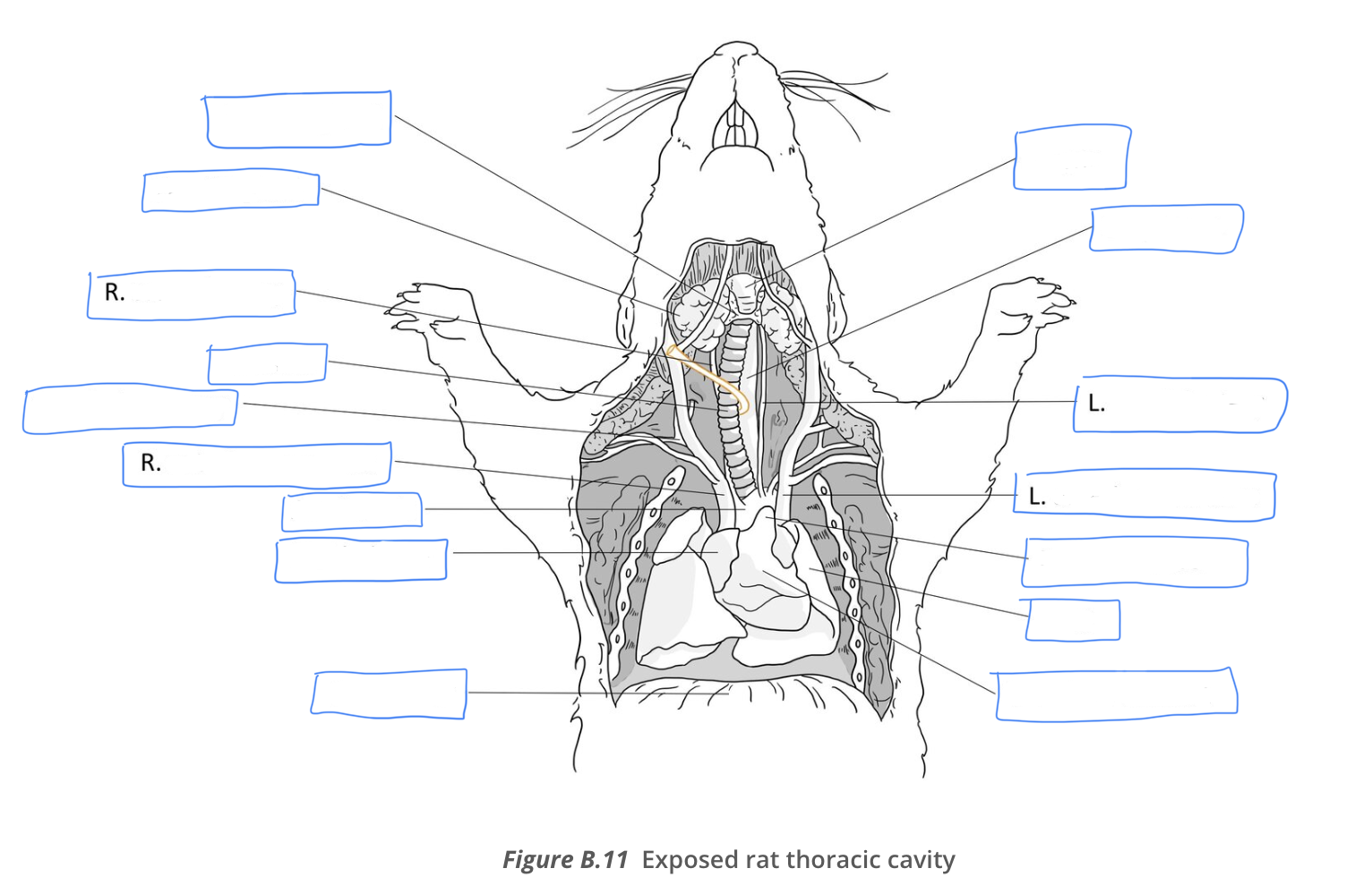 <p>Rat  thoracic cavity diagram</p>