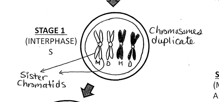 <p>synthesis (S phase)</p><p>chromatin has been duplicated, to <mark data-color="#f6c4ec" style="background-color: #f6c4ec; color: inherit">sister chromatids </mark></p>