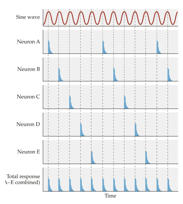 <p>1000 Hz. cuz <span style="background-color: transparent; font-family: &quot;Times New Roman&quot;, serif;">Max firing rate of an auditory nerve fibre ≈ 1000 spikes/sec.</span></p><p><span style="background-color: transparent; font-family: &quot;Times New Roman&quot;, serif;">Combined firing of a group of fibres matches frequency of incoming sound (1000-4000 Hz) to provide a temporal code for frequency</span></p><ul><li><p><span style="background-color: transparent; font-family: &quot;Times New Roman&quot;, serif;"><strong><u>Problem:</u> A single neuron can’t fire fast enough to keep up with high-frequency sounds.</strong></span></p><ul><li><p><span style="background-color: transparent; font-family: &quot;Times New Roman&quot;, serif;">But humans hear up to 20,000 Hz!</span></p></li></ul></li><li><p><span style="background-color: transparent; font-family: &quot;Times New Roman&quot;, serif;"><strong>Solution: Fibres “team up.”</strong></span></p><ul><li><p><span style="background-color: transparent; font-family: &quot;Times New Roman&quot;, serif;"><u>Different neurons fire on different cycles of the sound waveform</u>.</span></p><p><span style="background-color: transparent; font-family: &quot;Times New Roman&quot;, serif;">Individually, a single neuron may skip cycles because of its firing limit.</span></p></li><li><p><span style="background-color: transparent; font-family: &quot;Times New Roman&quot;, serif;">Population of neurons fire collectively in a pattern</span></p></li><li><p><span style="background-color: transparent; font-family: &quot;Times New Roman&quot;, serif;">The <strong>combined firing of the group preserves the timing of each cycle </strong>(preserve temporal code — to keep spiking every cycle carries info to brain)</span></p></li><li><p><span style="background-color: transparent; font-family: &quot;Times New Roman&quot;, serif;">This allows temporal coding to work for frequencies well above the firing rate limit of any single fibre (up to ~4000–5000 Hz in humans)</span></p></li></ul></li></ul><p></p>