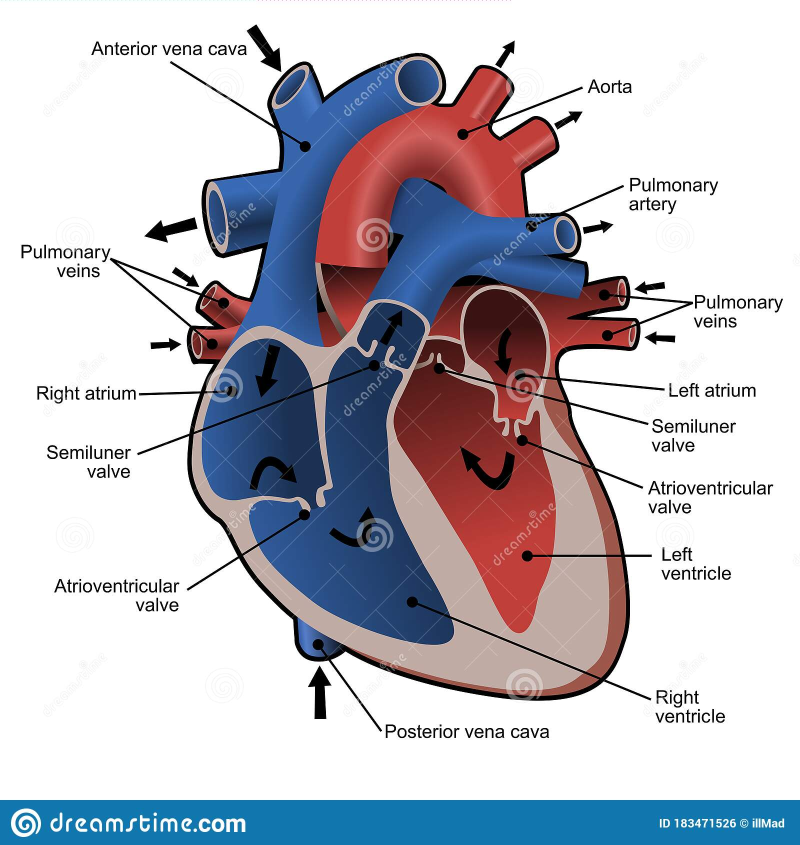 Blood from the pulmonary vein is oxygenated, and the blood from the vena cava is deoxygenated