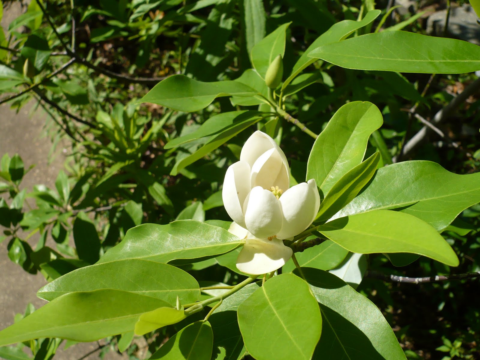 <p>sweetbay magnolia, Magnolia virginiana (Magnoliaceae)</p>