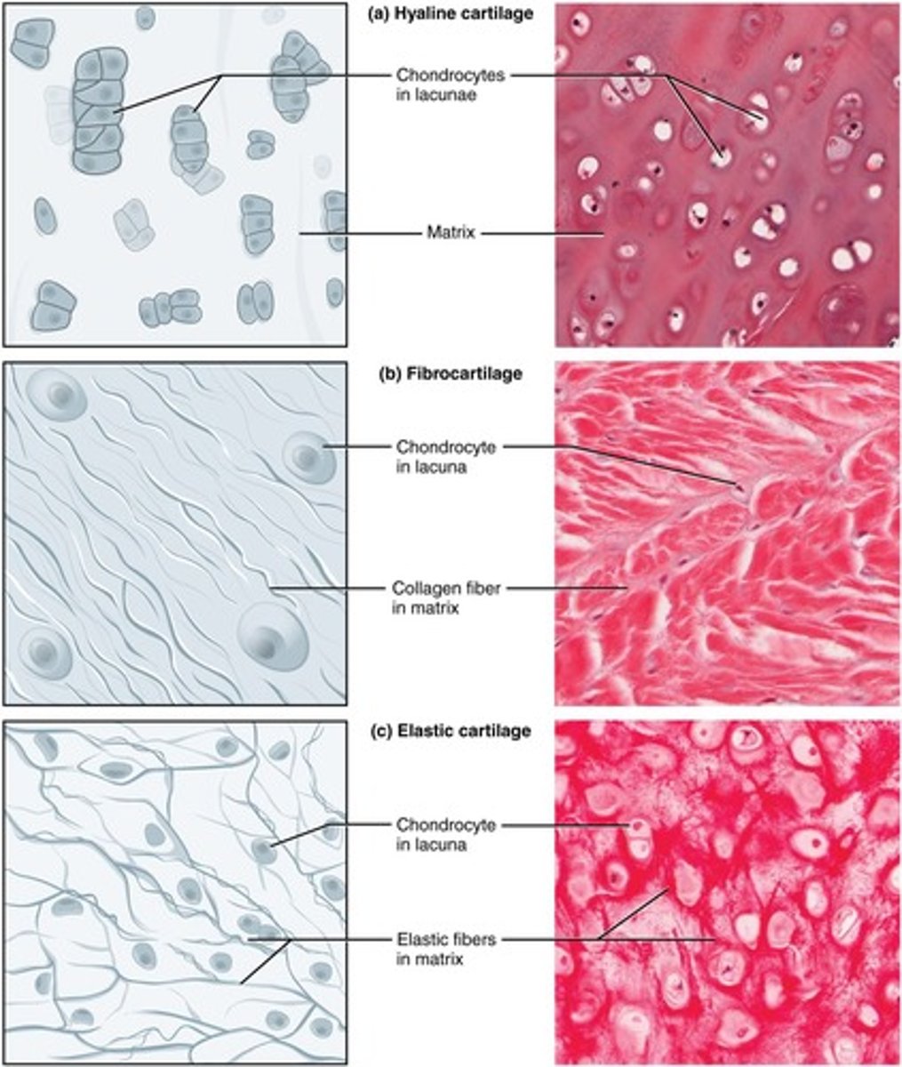 <p>Flexible connective tissue, supports structures.</p>