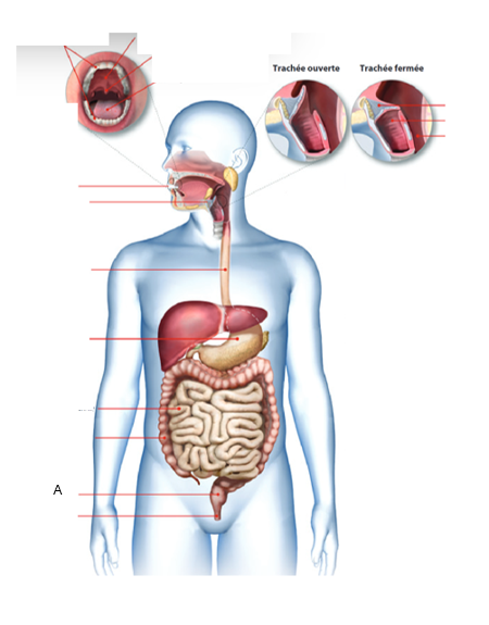 <p>À quel organe du tube digestif correspond la lettre A ?À quel organe du tube digestif correspond la lettre A ?</p>