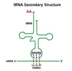 <p><strong>Secondary structure</strong>: Classic <strong>cloverleaf</strong> with 4 arms.</p><ul><li><p>One arm has the <strong>anticodon loop</strong> (binds mRNA codon).</p></li><li><p>The <strong>3′ end</strong> always has <strong>ACC</strong>, where the <strong>amino acid attaches</strong>.</p></li></ul><p></p>