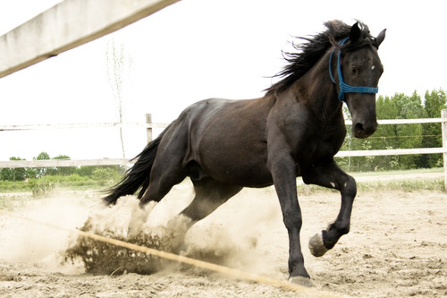 <p>this light breed horse descended from horses brought by Spanish Conquistadors</p>