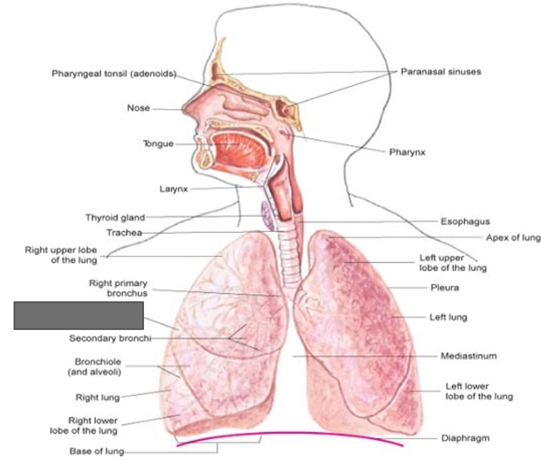 term image