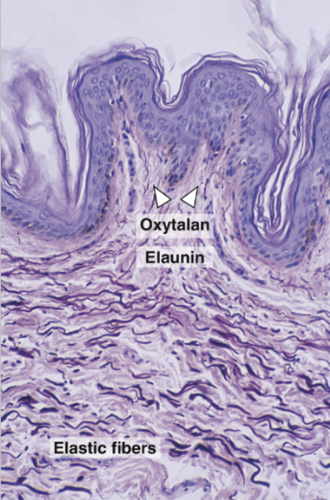 <ul><li><p>Embedded within a small quantity of elastin forming a network</p></li><li><p>Together with oxytalan fibers - form a meshwork extending from cementum to bone &amp; sheathing the collagen fiber bundles</p></li></ul><p></p>