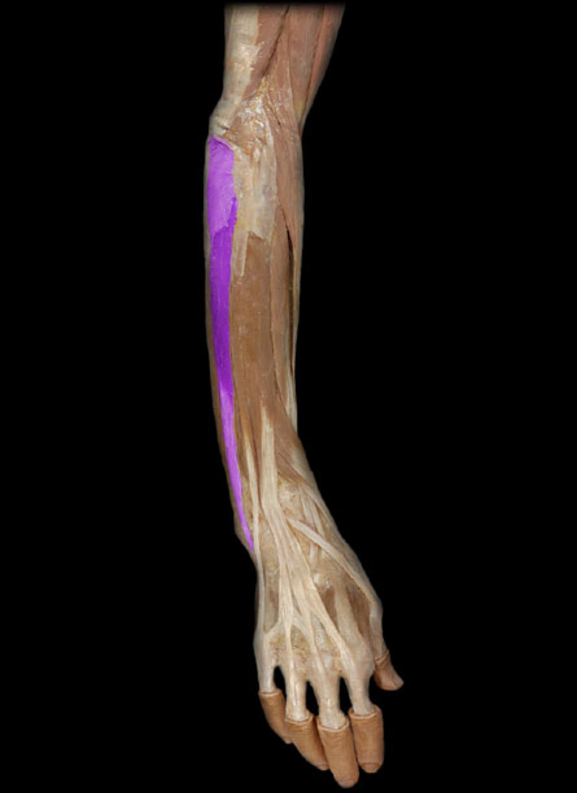 <p>Extensor carpi ulnaris</p>