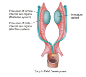 <ul><li><p>first to develop - produce ova or sperm and hormones</p></li><li><p>sex-determining region Y (SRY) gene (from Y chromosome) express SRY protein that differentiates gonads into testes</p></li><li><p>lack of SRY results in ovaries development</p></li></ul>