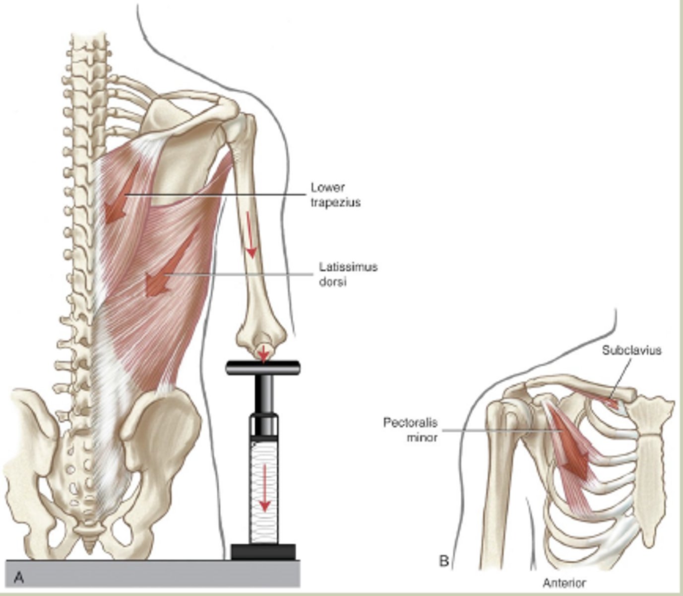 <p>Seratus Anterior, Pectoralis minor and major, Lower Trapezius, Latissimus Dorsi</p>