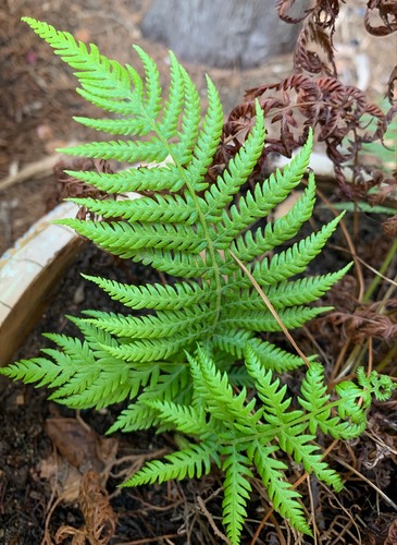 <p>Wood Fern (Polypodiaceae)</p>