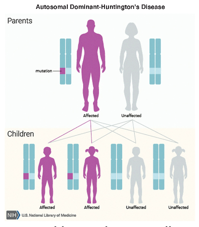 <p>When one or both parent’s genes carry the defect</p>