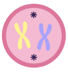 <p>What stage of <strong>mitosis</strong> it this?</p>