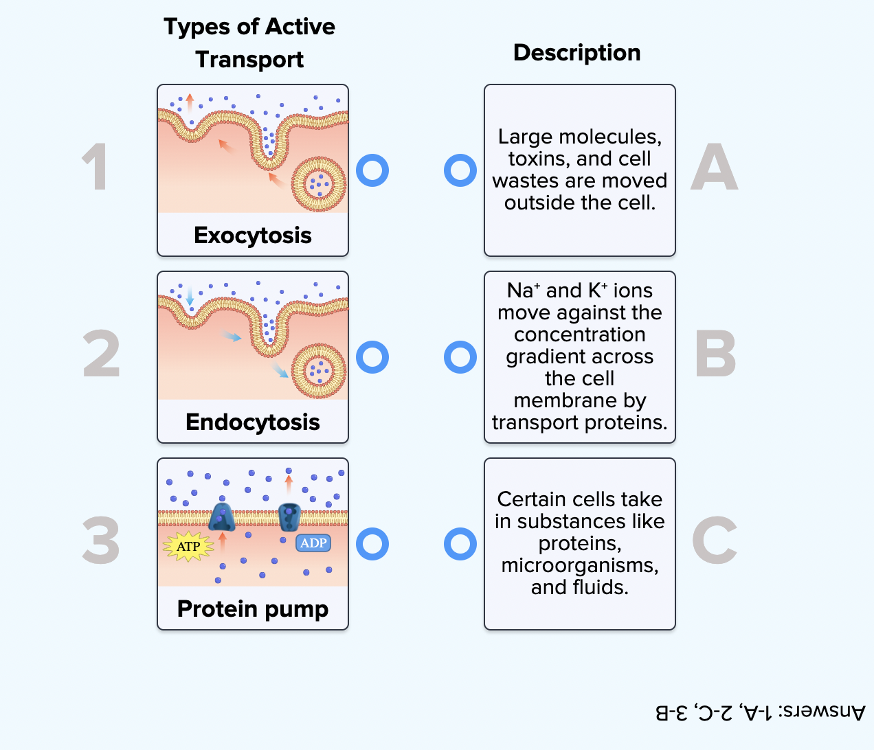 <p>solute pumping, exocytosis, endocytosis </p>