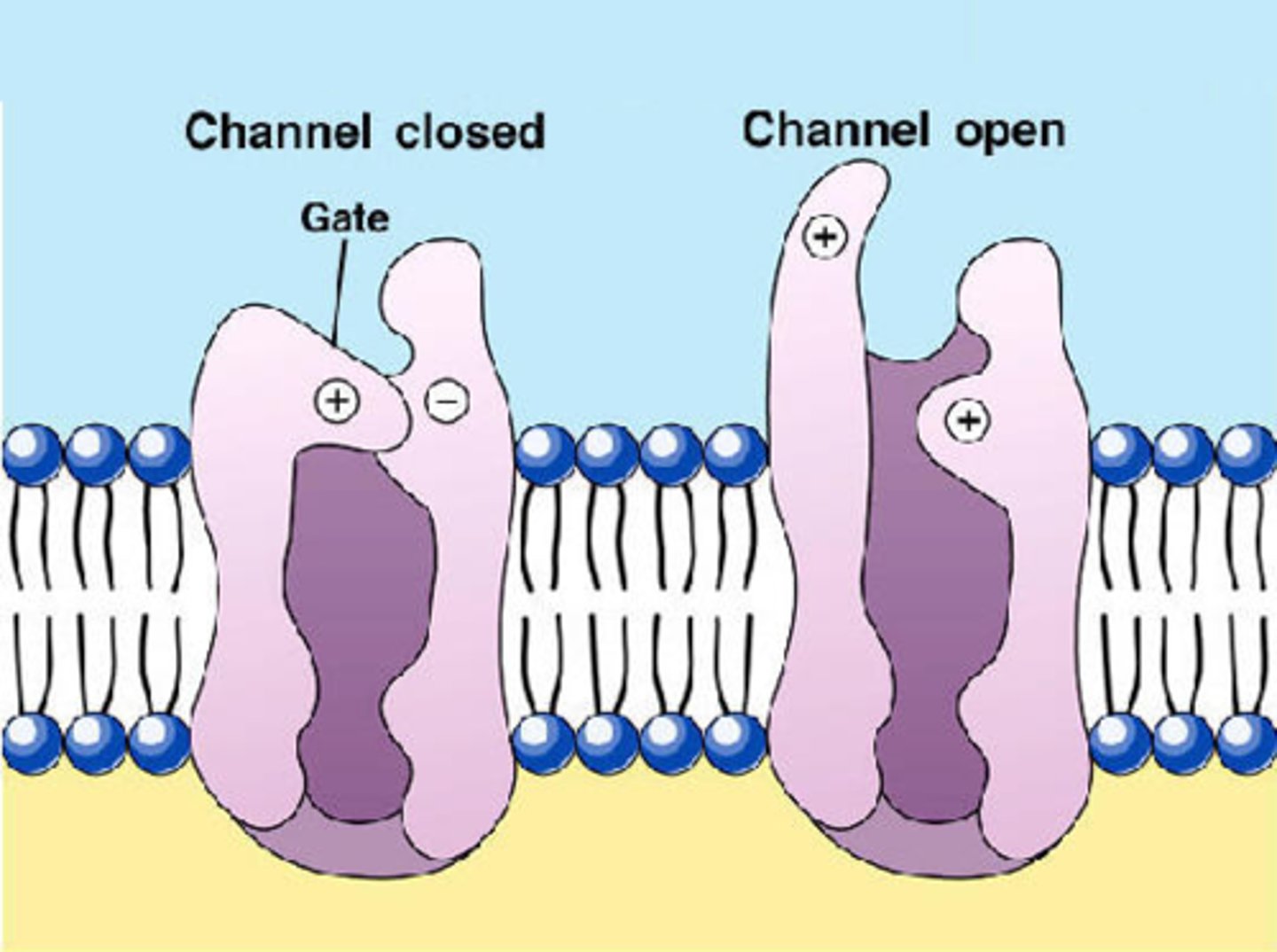 <p>Channels that open or close depending on the presence or abscence of an electrical, chemical, or physical stimulus.</p>
