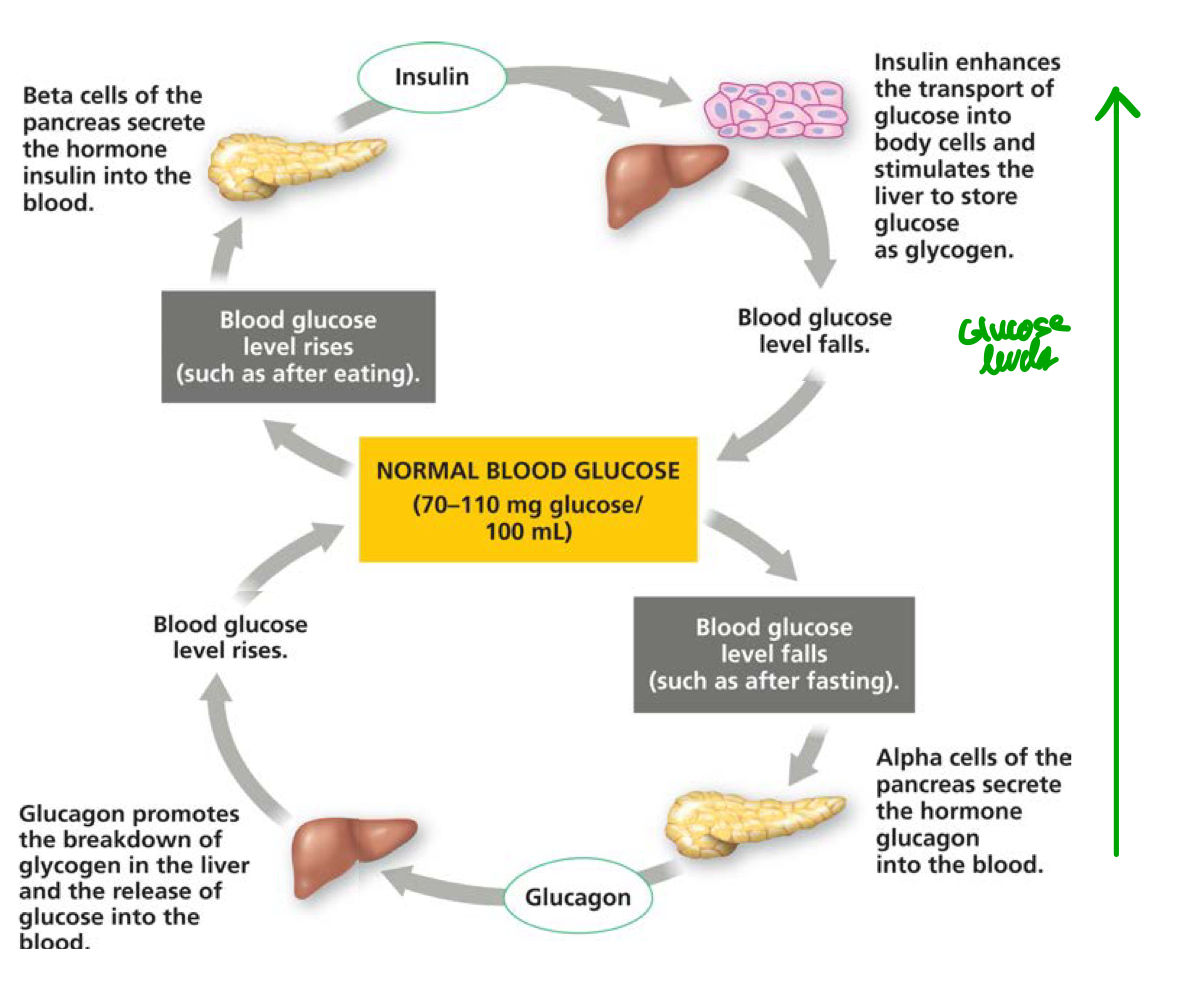 <ol><li><p>Stimulus: Low blood glucose. Detected by pancreatic alpha cells.</p></li><li><p>Response: Secretion of glucagon.</p></li><li><p>Target of glucagon: Liver.</p></li><li><p>Response: Increase blood glucose via glycogen breakdown.</p></li></ol>