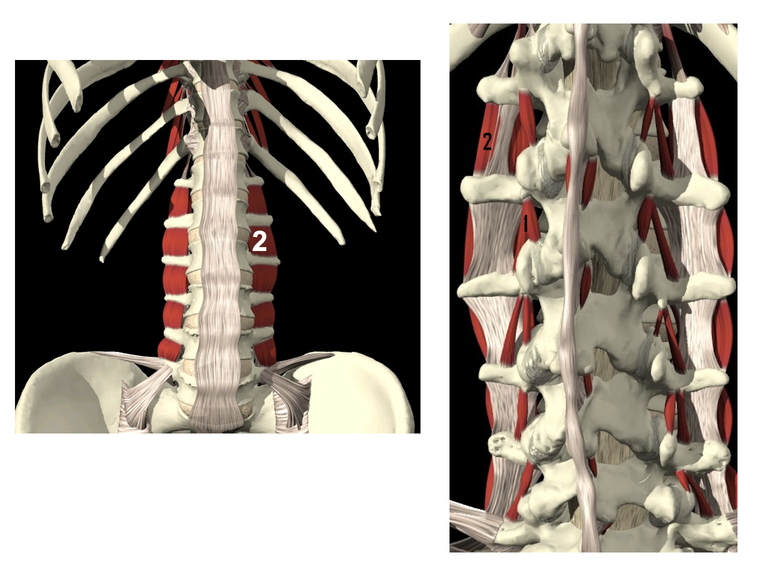 <p>Spier + aanhechtingen (1)</p>
