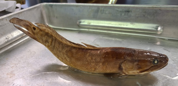 <p>What is the taxonomy, common name, and scientific name of this fish</p>