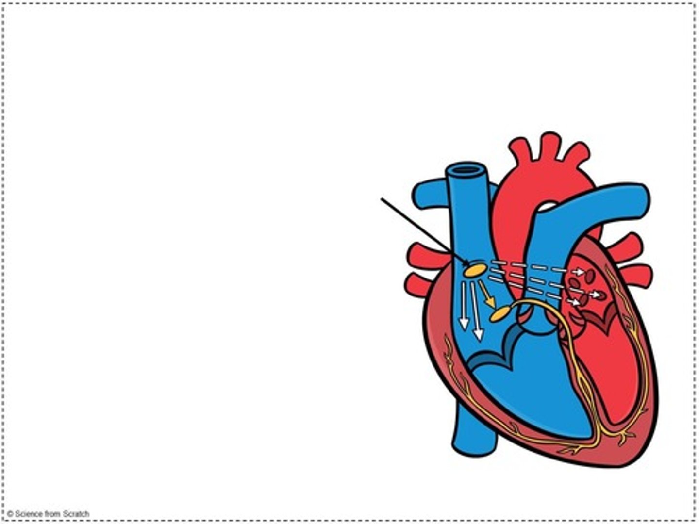 <p>The 'Pacemaker' of the heart - sets the pace for the heart and determines heart rate, triggers the atria to contract and passes the impulse to the AV node.</p>