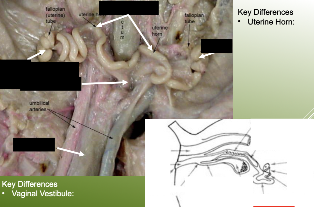 <p>label the key structures of the female reproductive system on a female pig.</p>