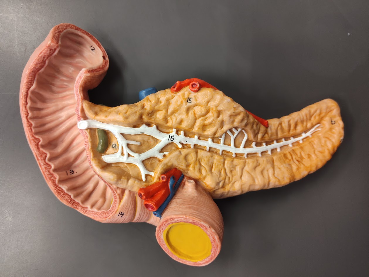 <p>transverse duodenum</p>