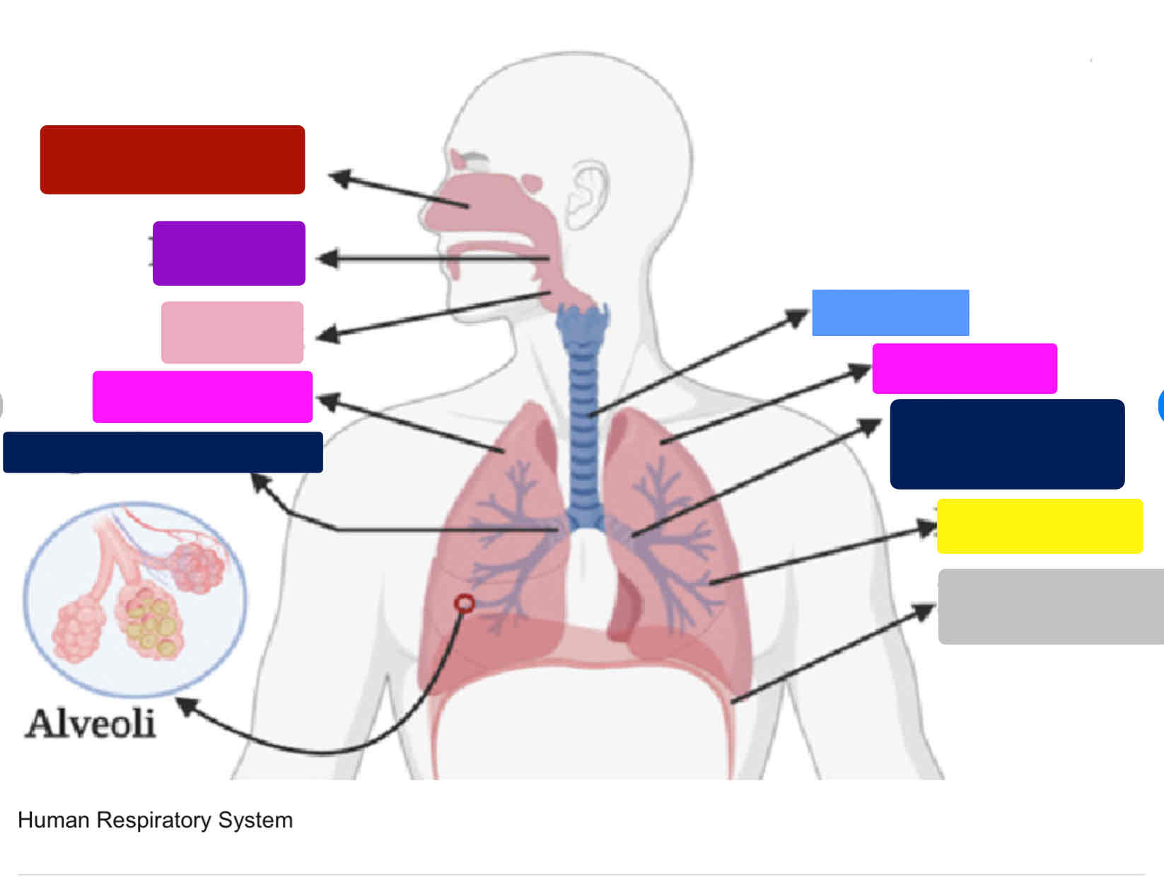 <p>What are the two bright pink ones </p>