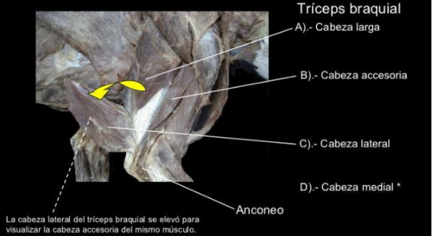 <p>Origen:</p><p>- &nbsp;cabeza larga: borde cd escápula</p><p>- &nbsp;cabeza lateral: lateralmente al húmero</p><p>- &nbsp;cabeza medial: medial al húmero</p><p>- &nbsp;Cabeza accesoria (solo carnívoros): entre lateral y medial</p><p>Inserción: olécranon</p><p>Función: EXTENSOR DEL CODO. Fijador articulación del codo. Flexor auxiliar artic. hombro.</p><p>Inervación: N. radial</p>