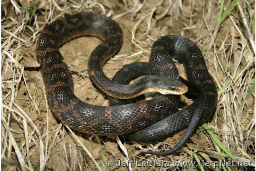 <p>Pantherophis obsoletus<br>Texas ratsnake<br>Colubridae</p>