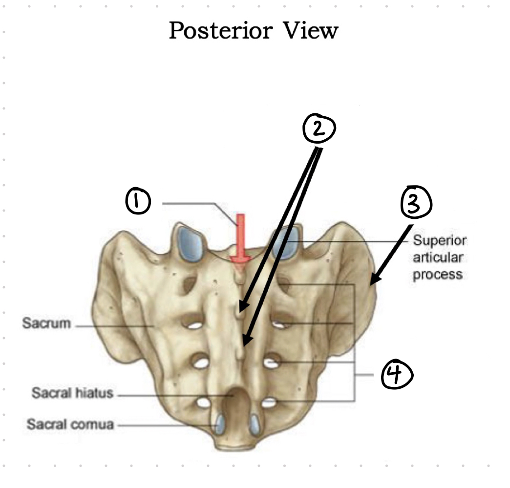 <p>posterior sacrum - 1</p>