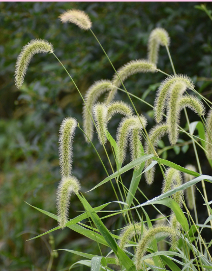 <p>This is a native grass that is a great seed producer for Mourning Doves and Northern Bobwhite</p><p>True or False</p>