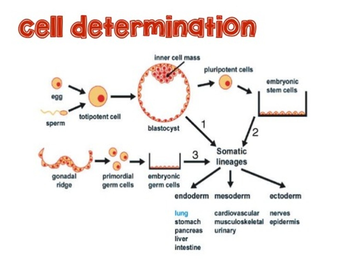 <p>(B) Differentiation</p><p>Differentiation is when the cell actually makes the changes to become the cell type it has been assigned to in Determination.</p>