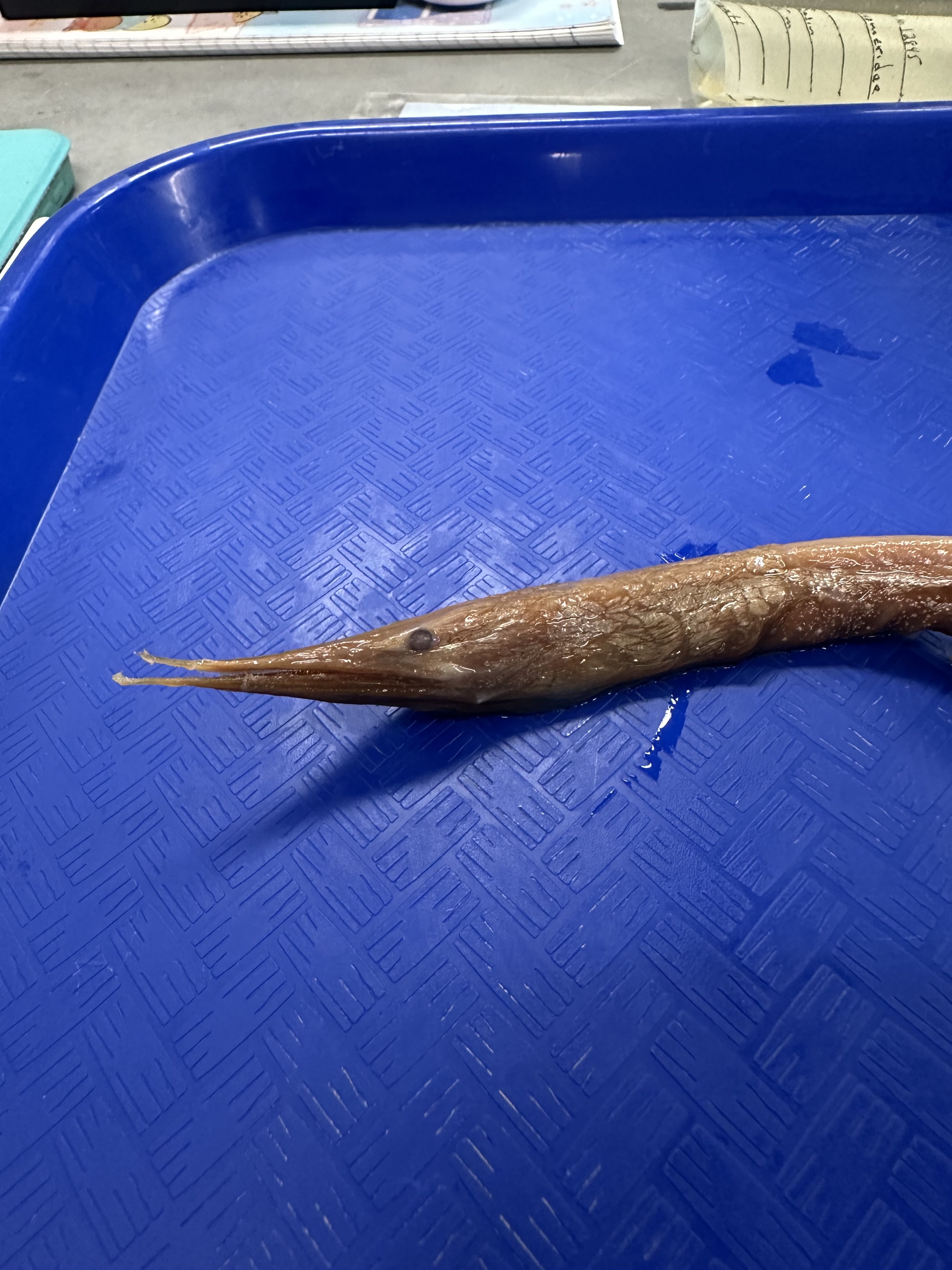 <p>Serriuomeridae (sawtooth eels)</p>