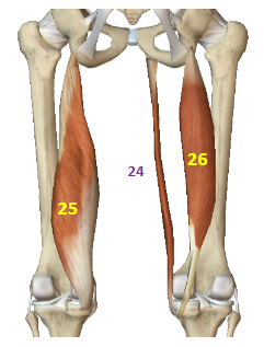 <p>Hip Internal Rotators: Semimembranosus</p>