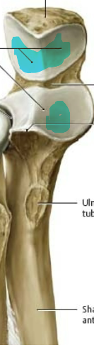 articulates with humeral trochlea