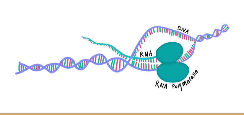 <p>What process is occurring</p><p></p>