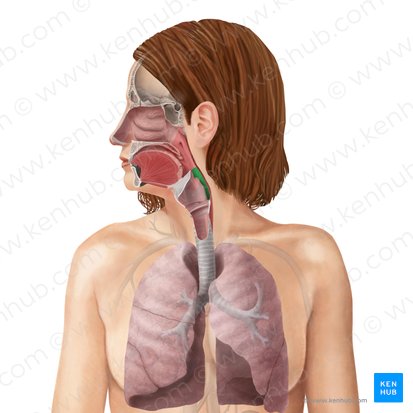 <p>laryngopharynx </p>