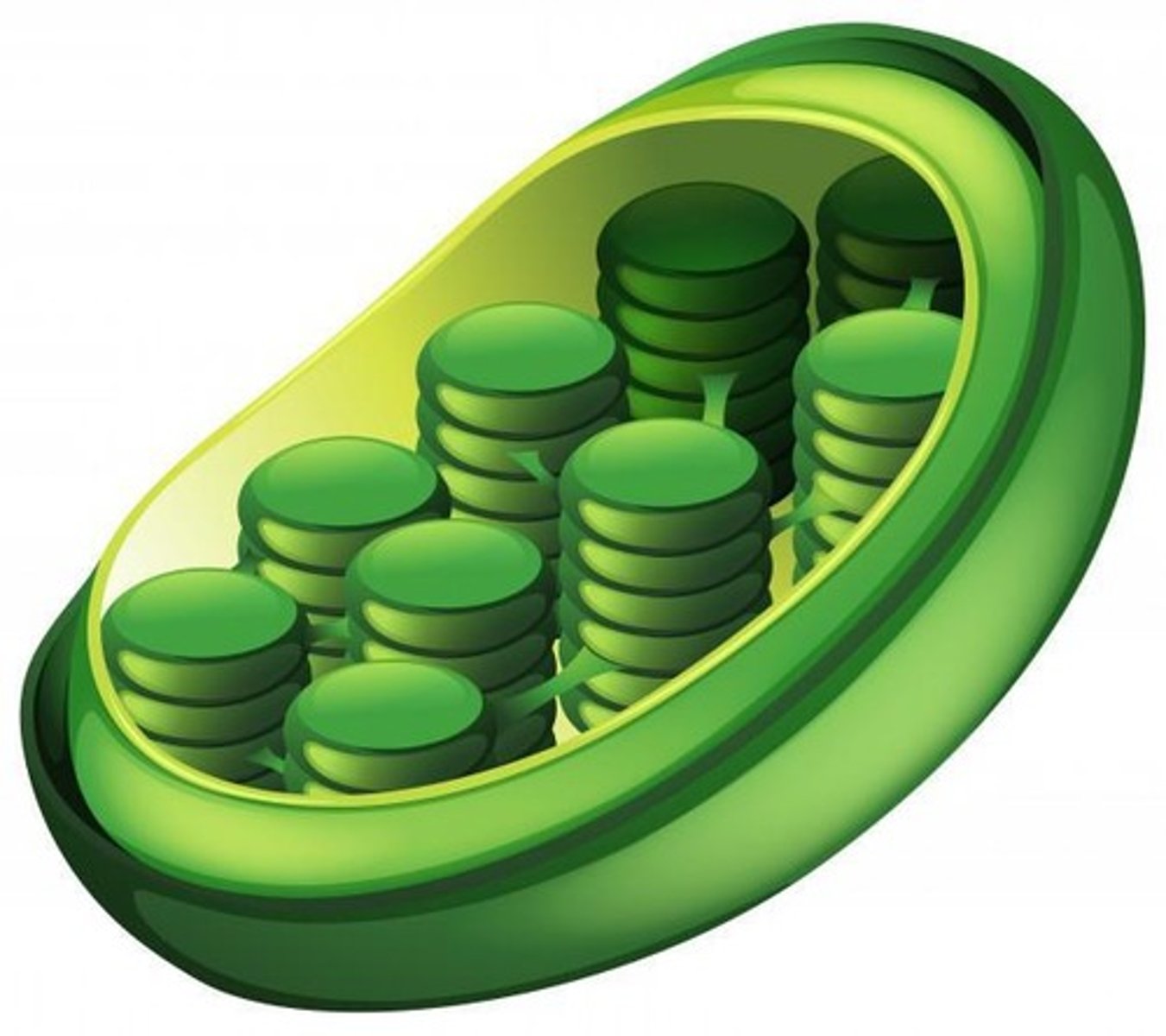 <p>Double membrane organelle where photosynthesis occurs.</p>