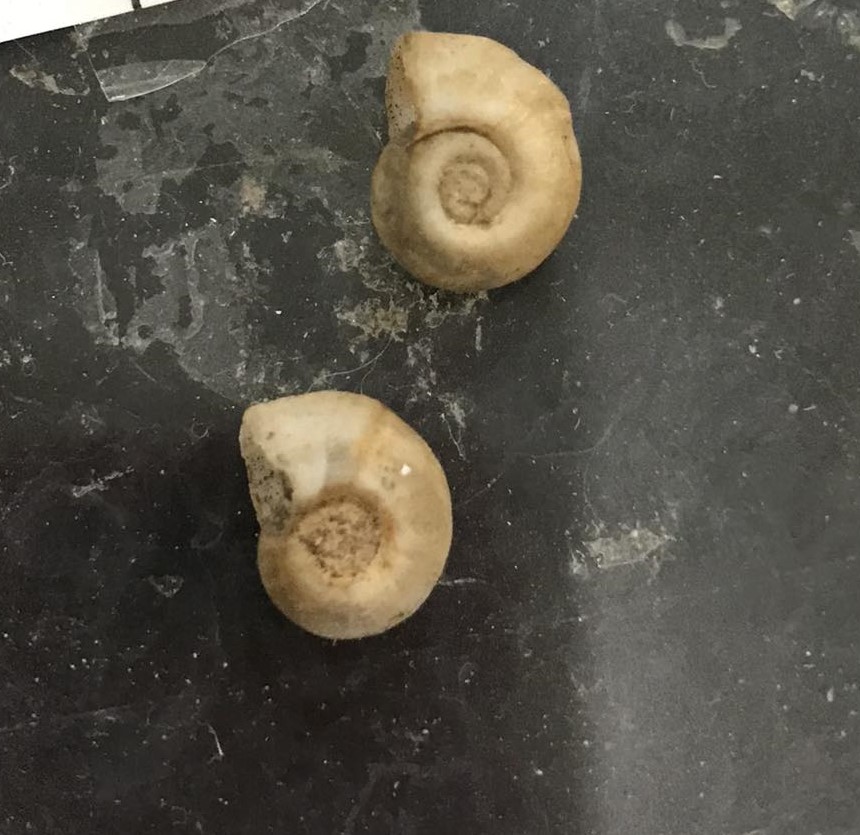 <p>Give scientific name and parasite</p>