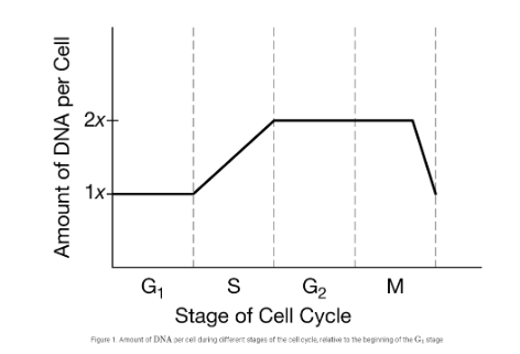 <p><span>Referring to the graph above, which of the following best describes how the amount of DNA in the cell changes during M phase?</span></p><p><span>A. The amount of DNA does not change while the cell grows.</span></p><p><span>B. The amount of DNA is halved as the cell divides into two daughter cells.</span></p><p><span>C. The amount of DNA doubles as the DNA&nbsp; is replicated.</span></p><p><span>D. The amount of DNA slightly increases as a result of new organelle synthesis.</span></p>