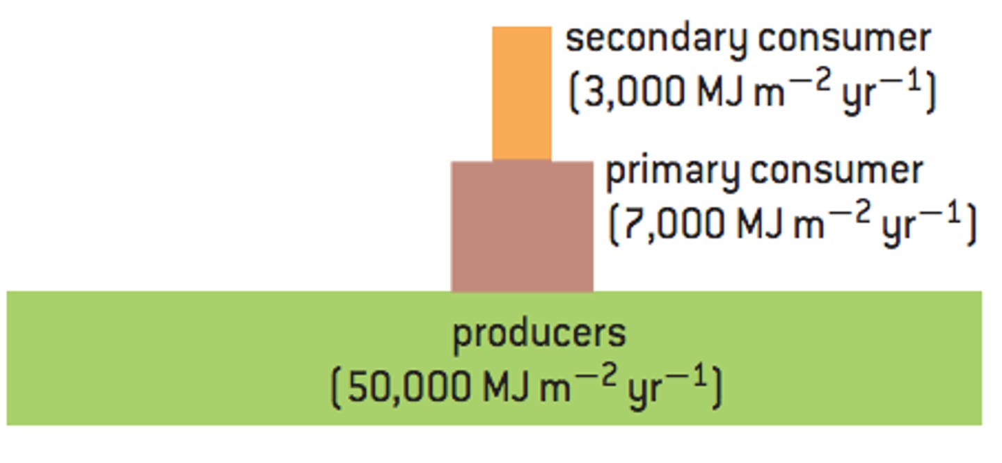 <p>the amount of energy typically throughout a year. the units for pyramids of energy are kJ m^-2year^-1</p>