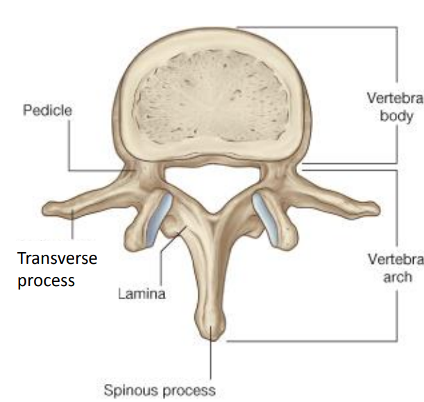 <p>The <strong>pedicles</strong> are the lateral walls of the vertebral arch. The <strong>laminae</strong> form the posterior walls of the arch.</p>