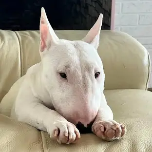 <p>White Bull Terriers</p>