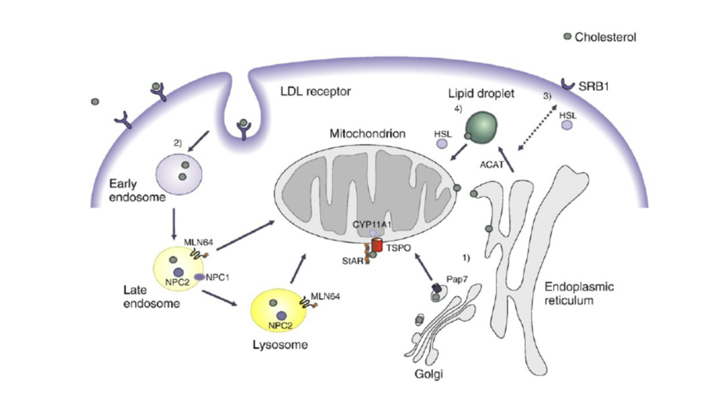 <p>Det transporteras i blodet till cellerna i LDL’s.</p><p>→De binder till LDL-receptorer på ytan och förs in till cytoplasma genom <strong>endocytos</strong>. Det bildas en <strong>ensosom</strong> som fuserar med <strong>lysosom. </strong>LDL bryts ner till kolesterol. </p>